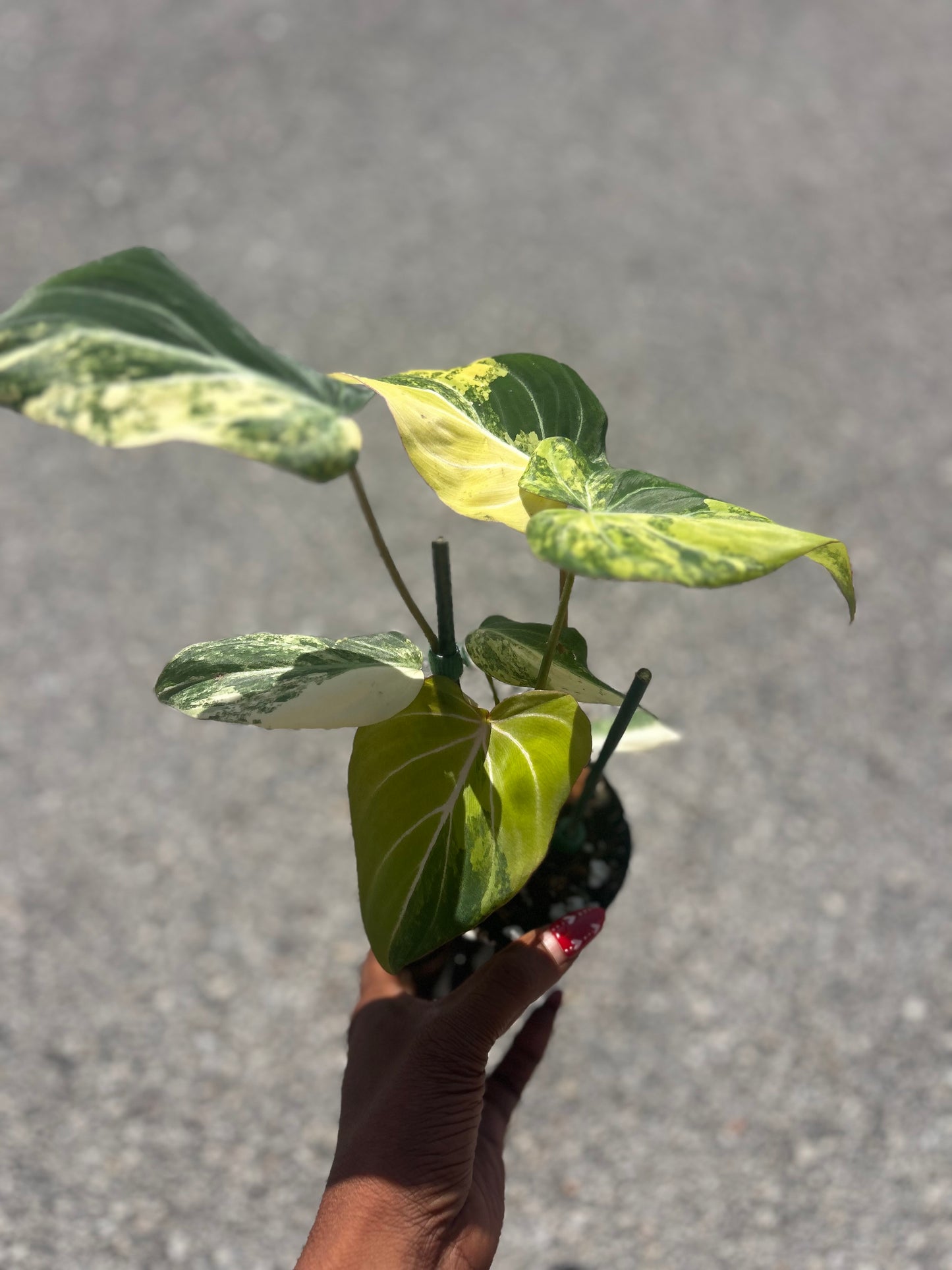 Philodendron Gloriosum Galaxy