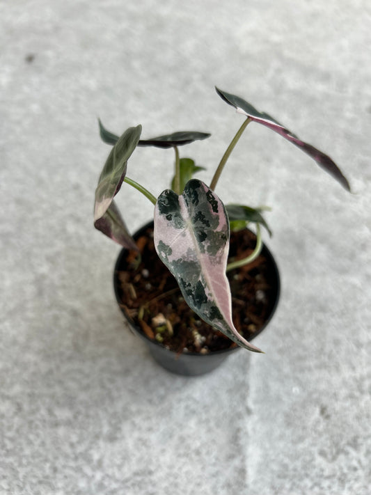 Alocasia Bambino Variegated