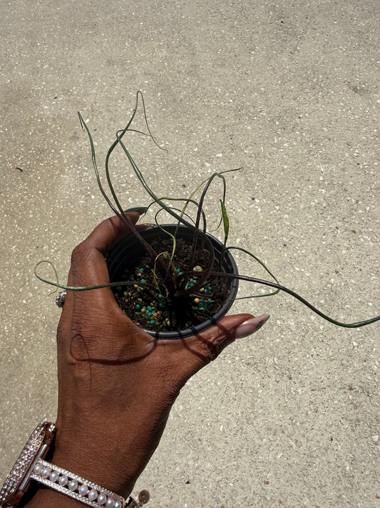 Alocasia ‘Flying Squid’