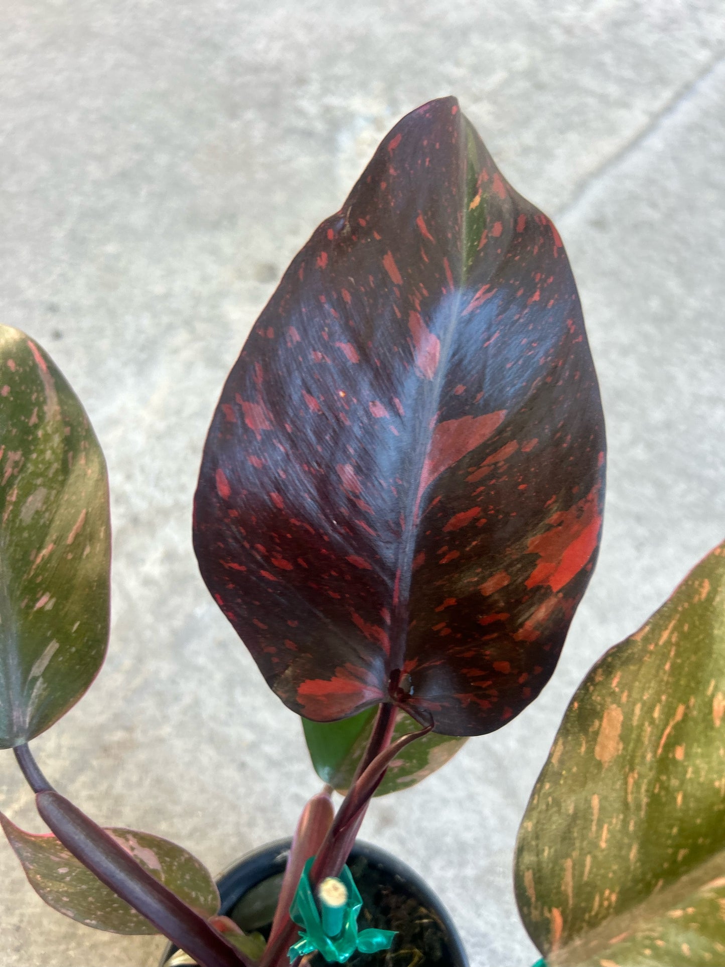 Philodendron 'Orange Princess'