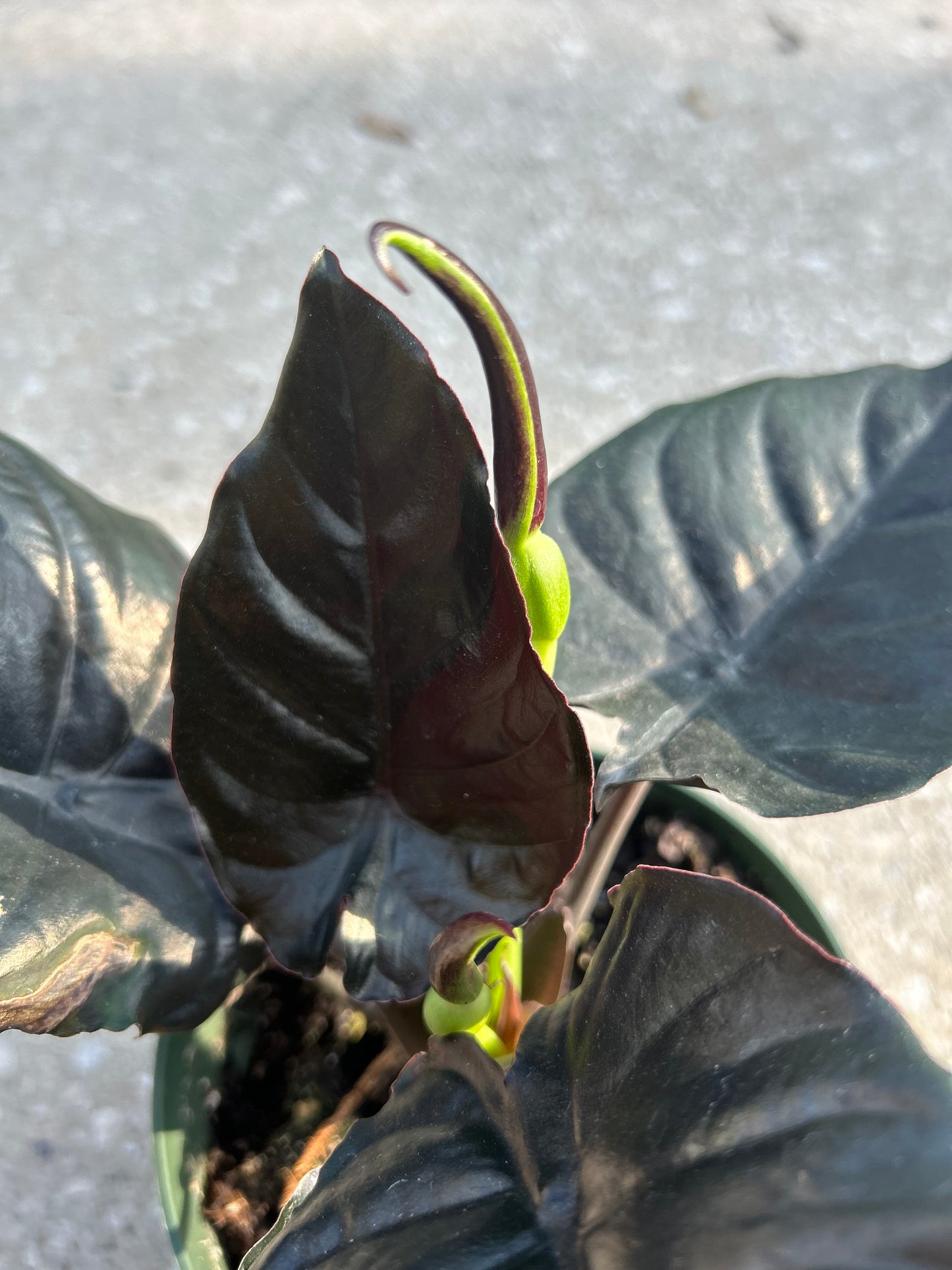 Alocasia Infernalis Kapit