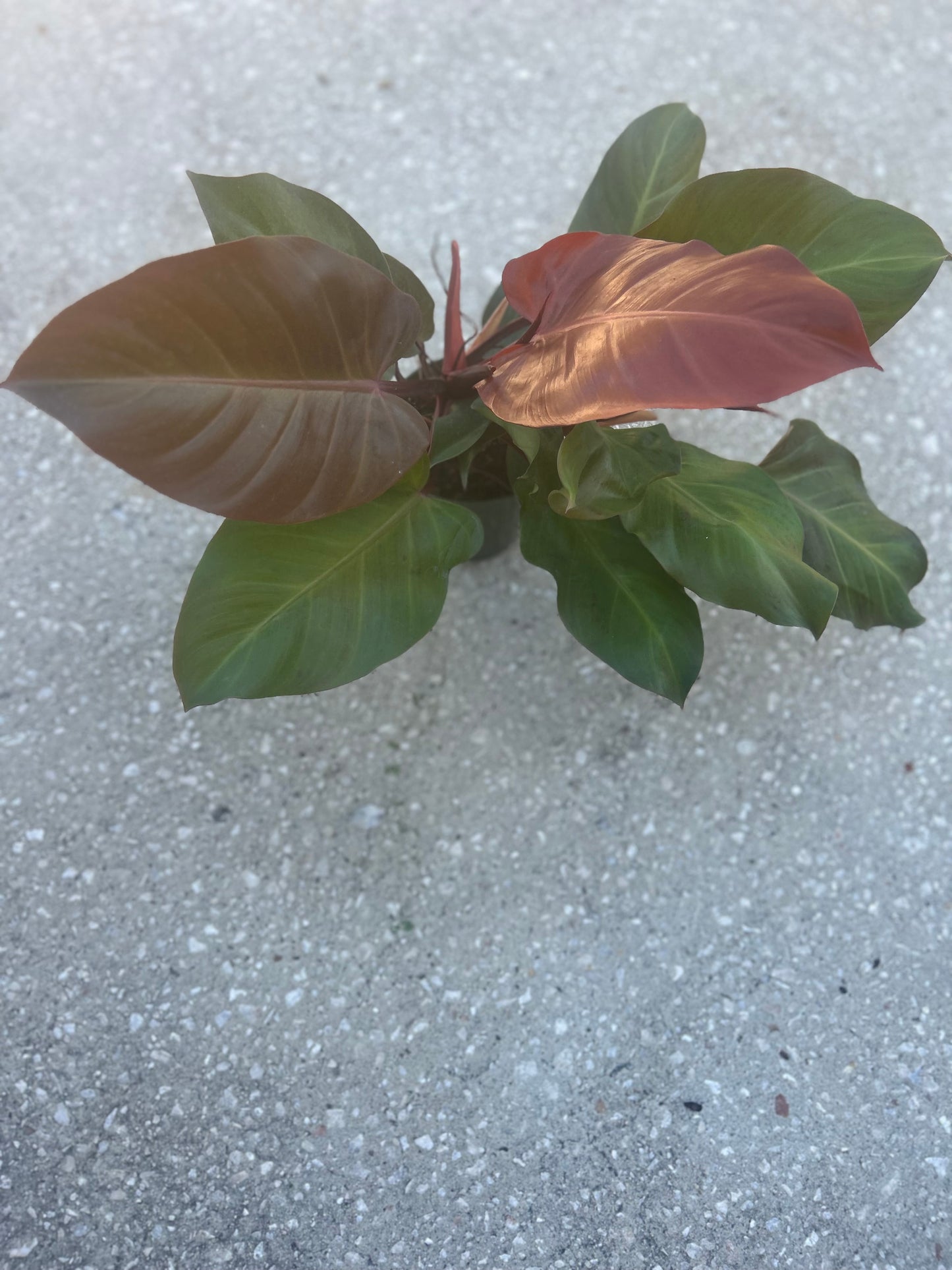 Philodendron 'Mccolley's Finale'