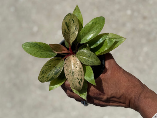 Philodendron 'Congo Marble'