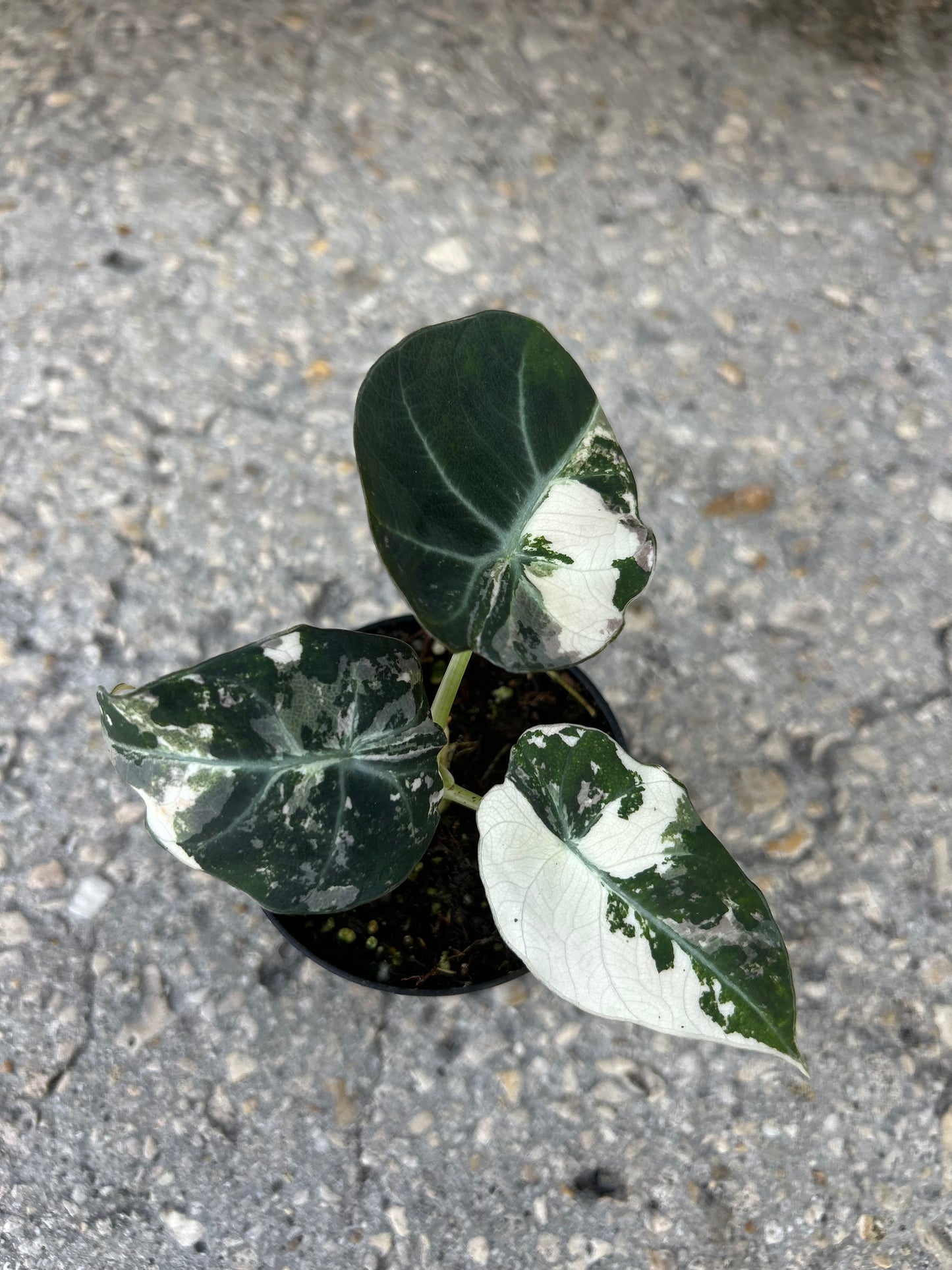 Alocasia Black Velvet Variegated “Pink”