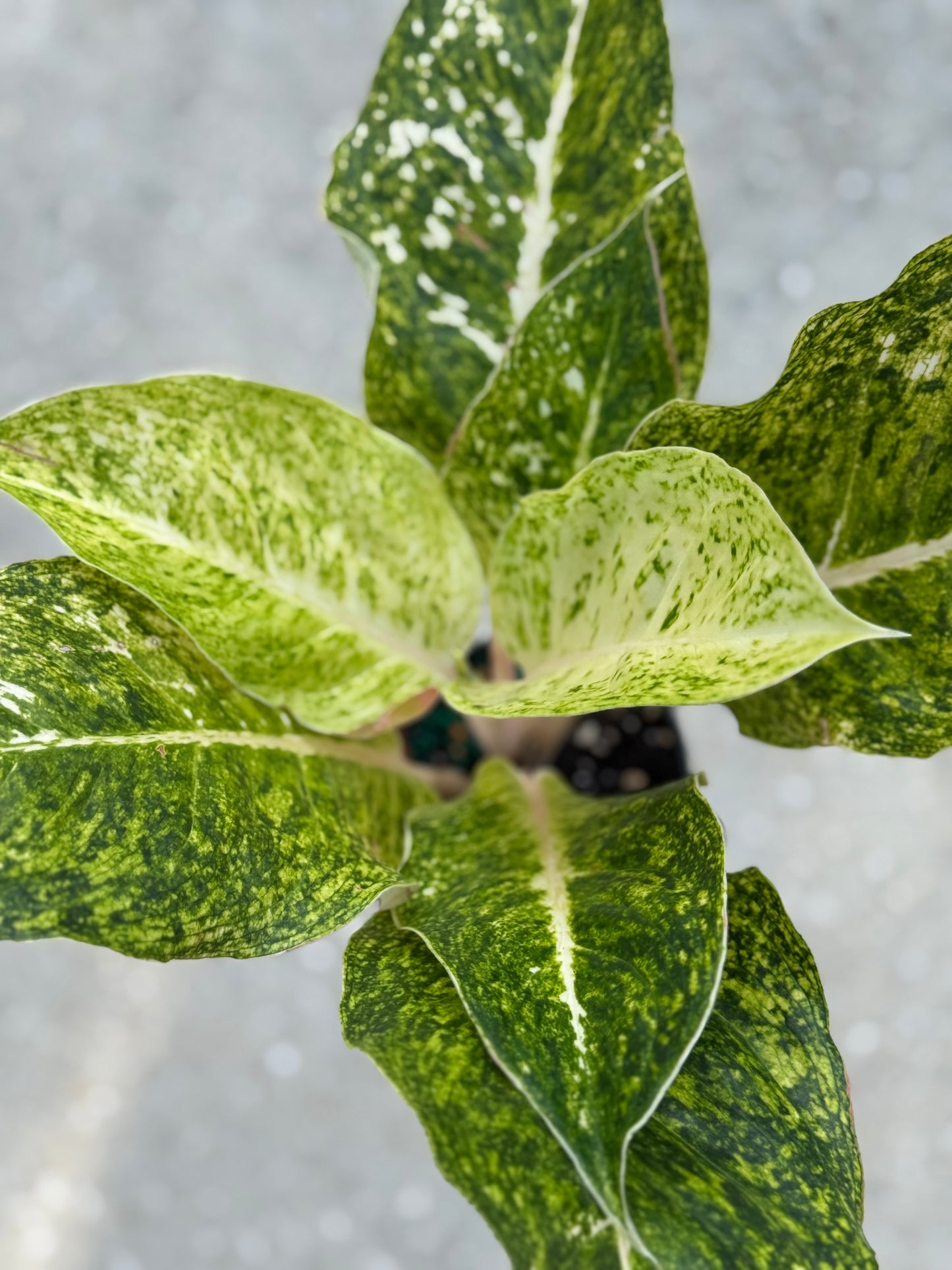 Aglaonema 'White Laksap'