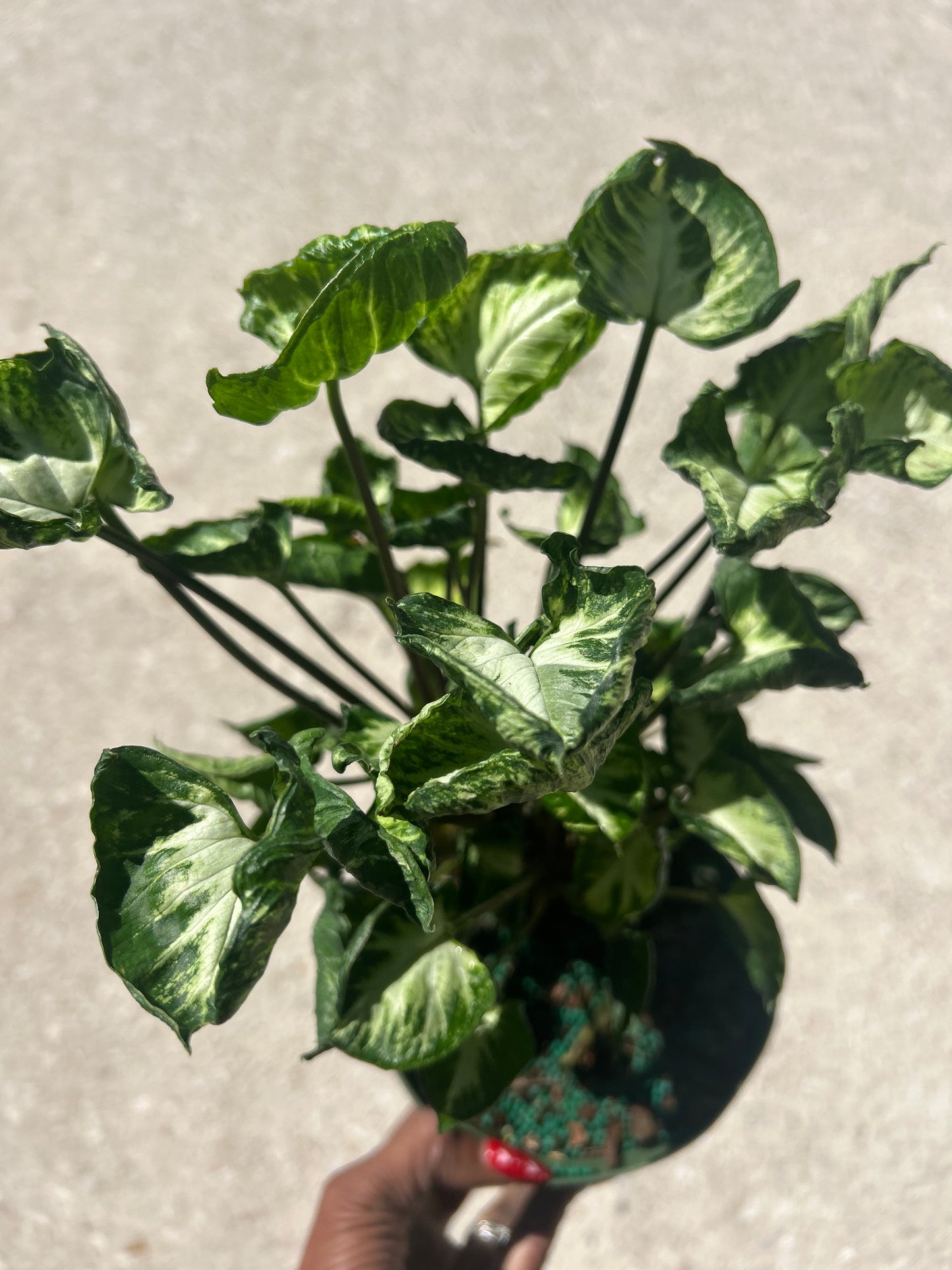 Syngonium Godzilla