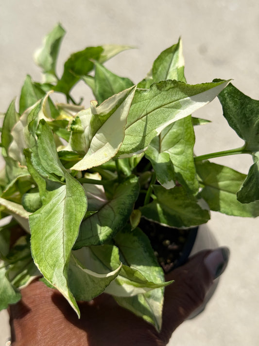 Syngonium 'Green Princess'
