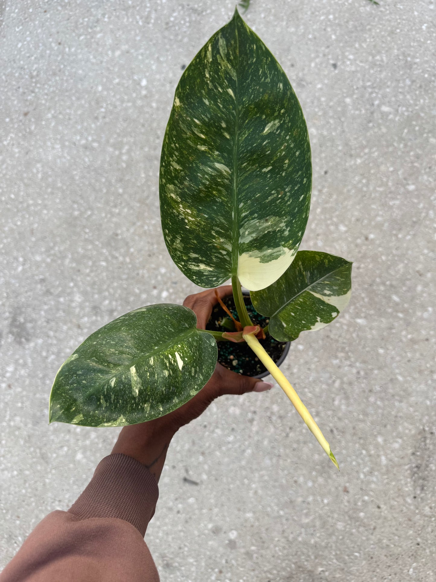 Philodendron 'Congo Nuclear'