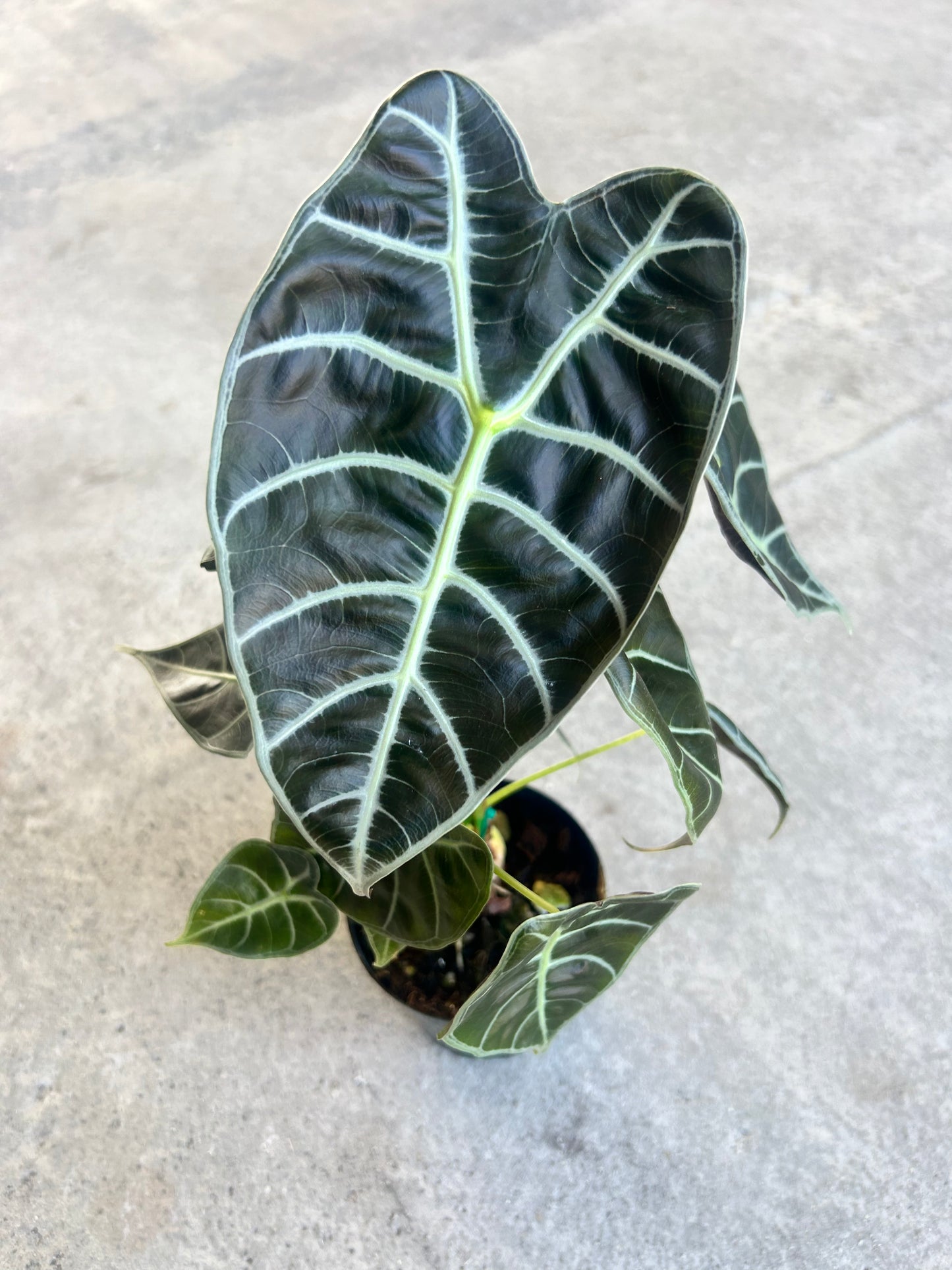 Alocasia watsoniana