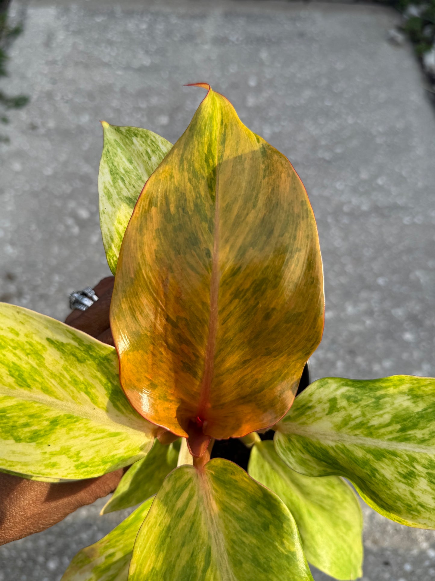Philodendron 'Orange Marmalade'