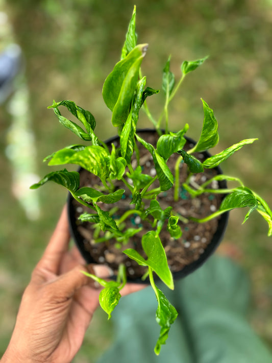 Pothos- Epipremnum aureum 'Shangri La'