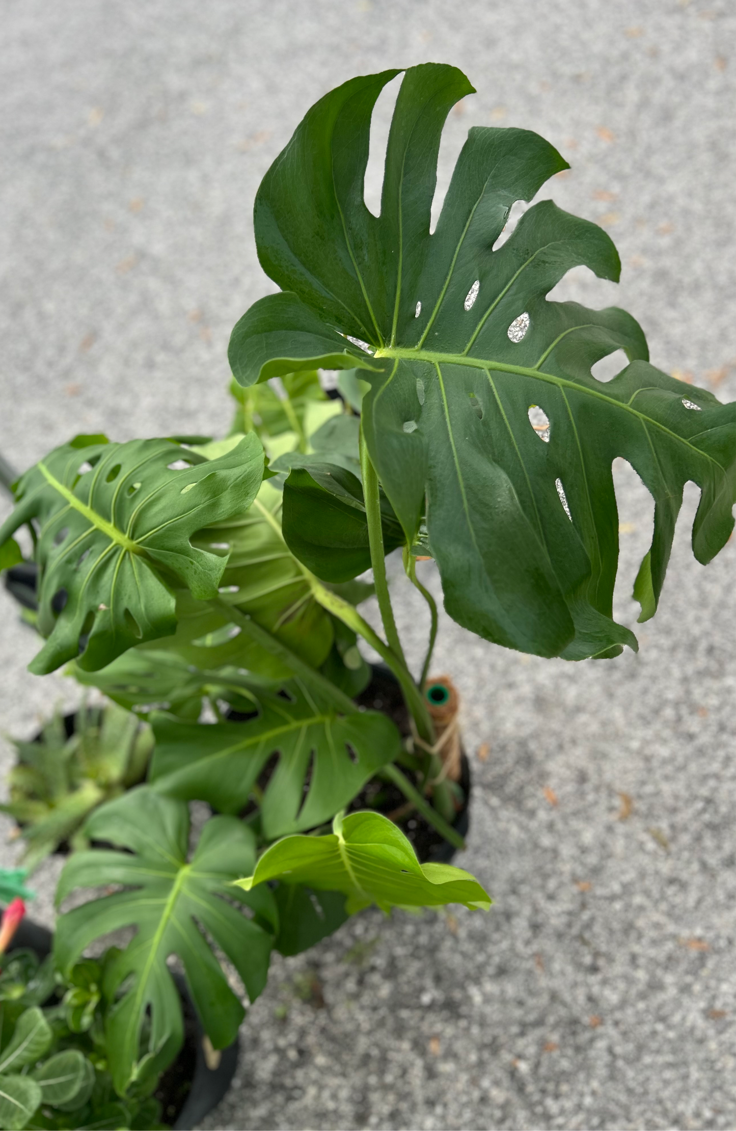 Monstera Deliciousa