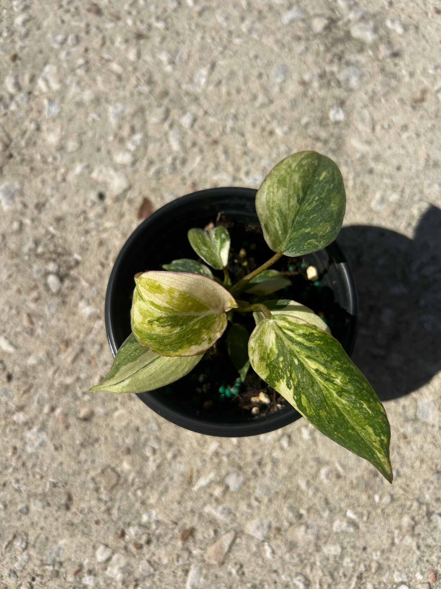 Philodendron 'Gloriosum' Variegated