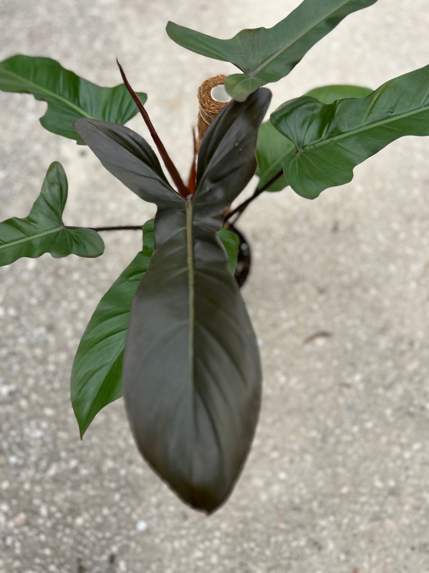 Philodendron Florida Bronze