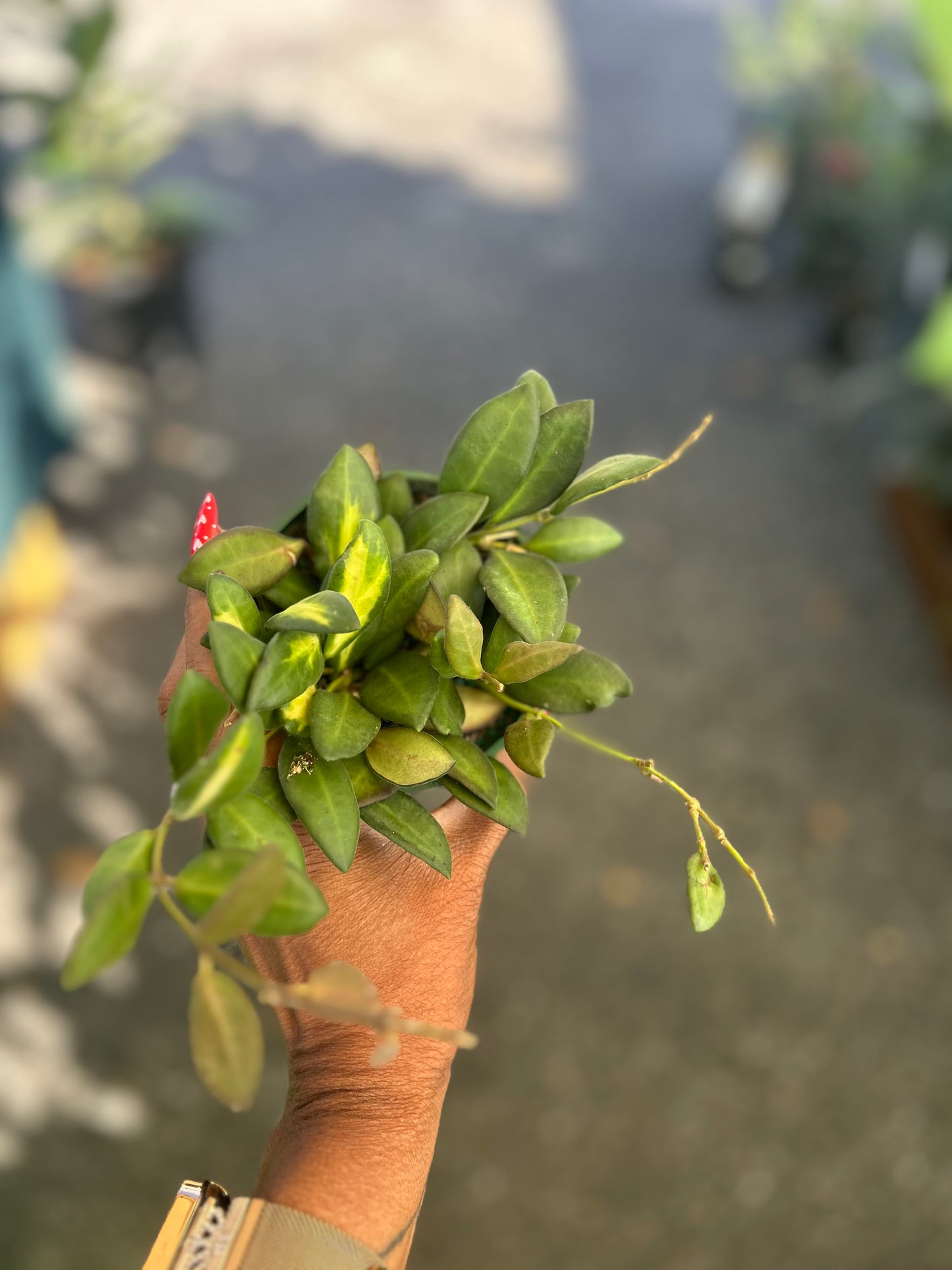 Hoya Burtoniae