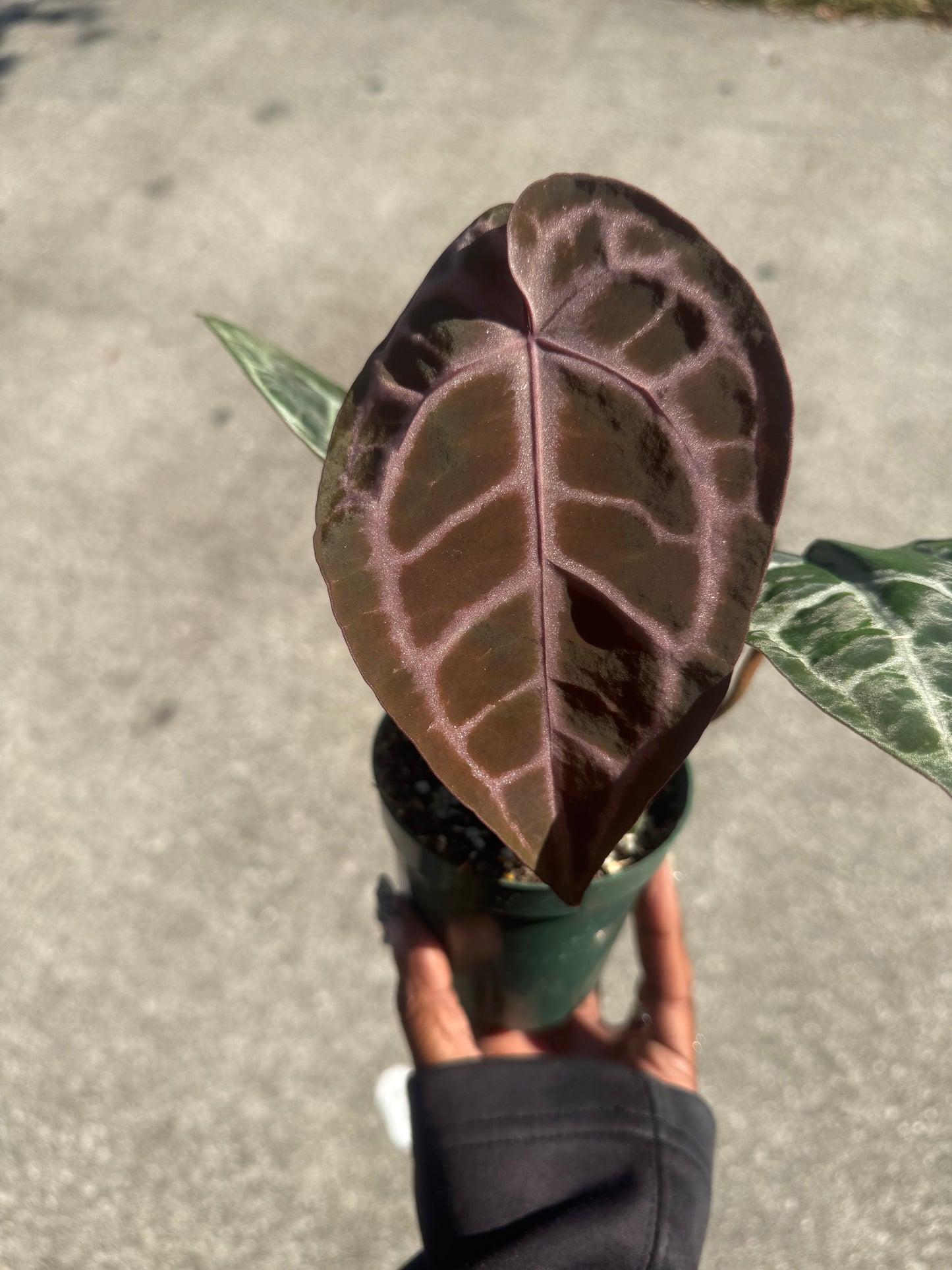 Anthurium Michelle x SKG Silver