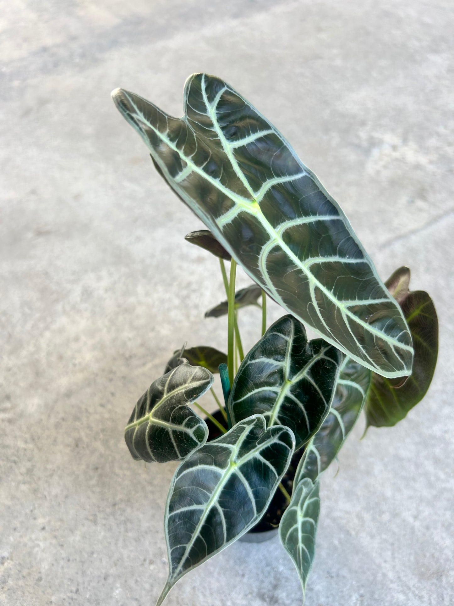 Alocasia watsoniana