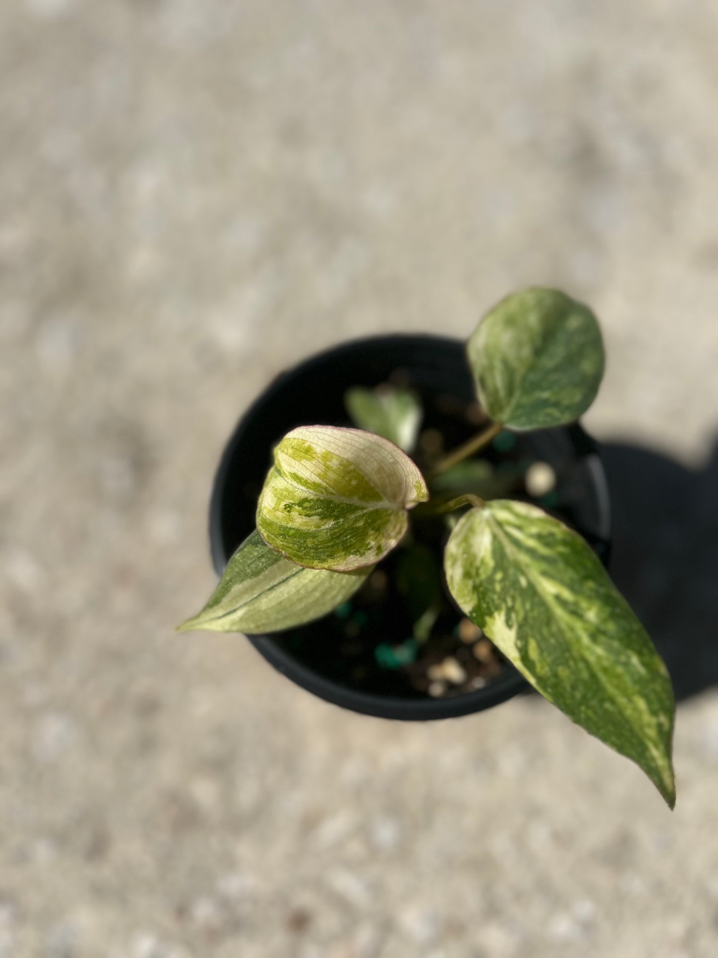 Philodendron 'Gloriosum' Variegated