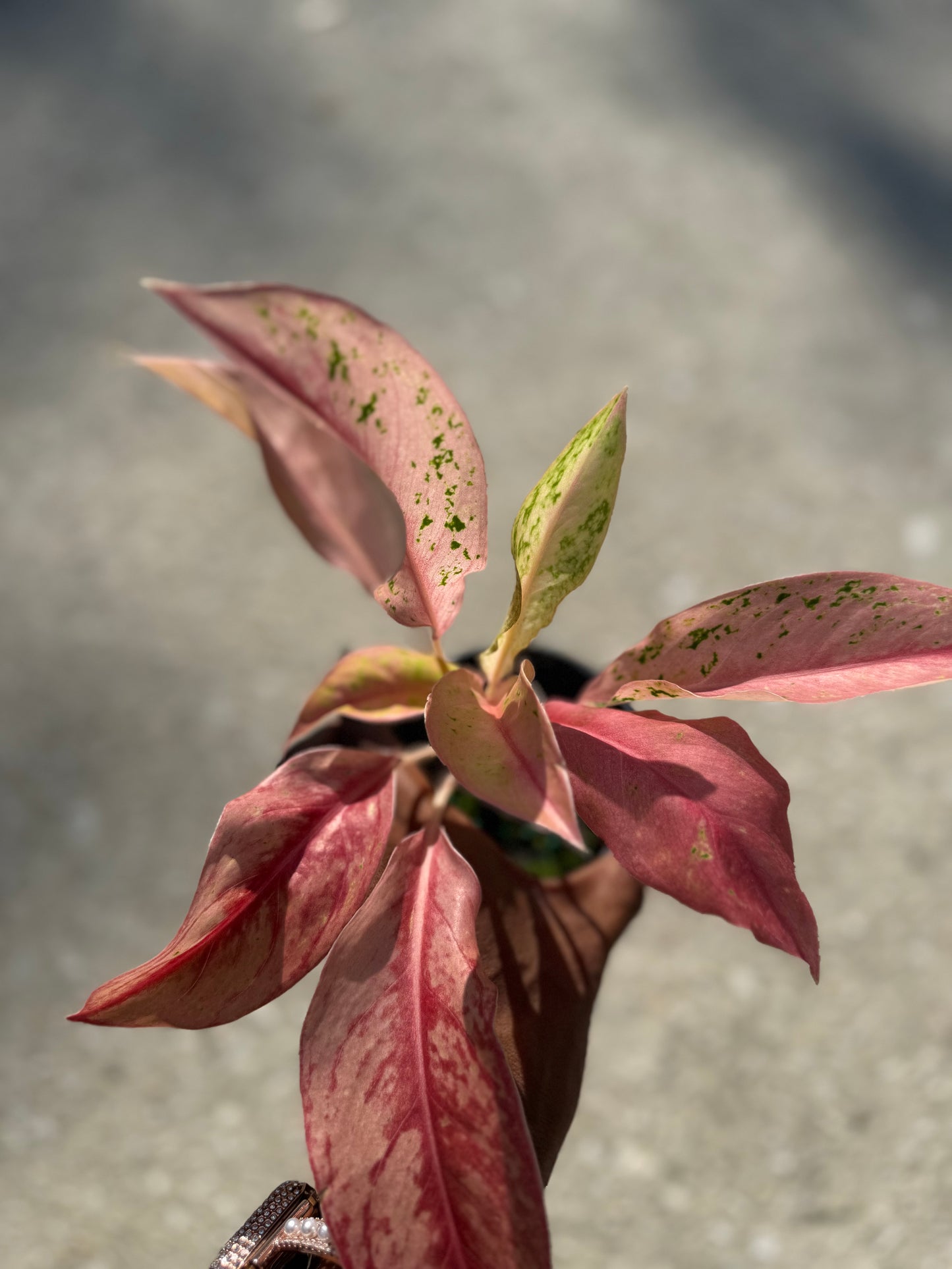 Aglaonema 'Pink Baramee'
