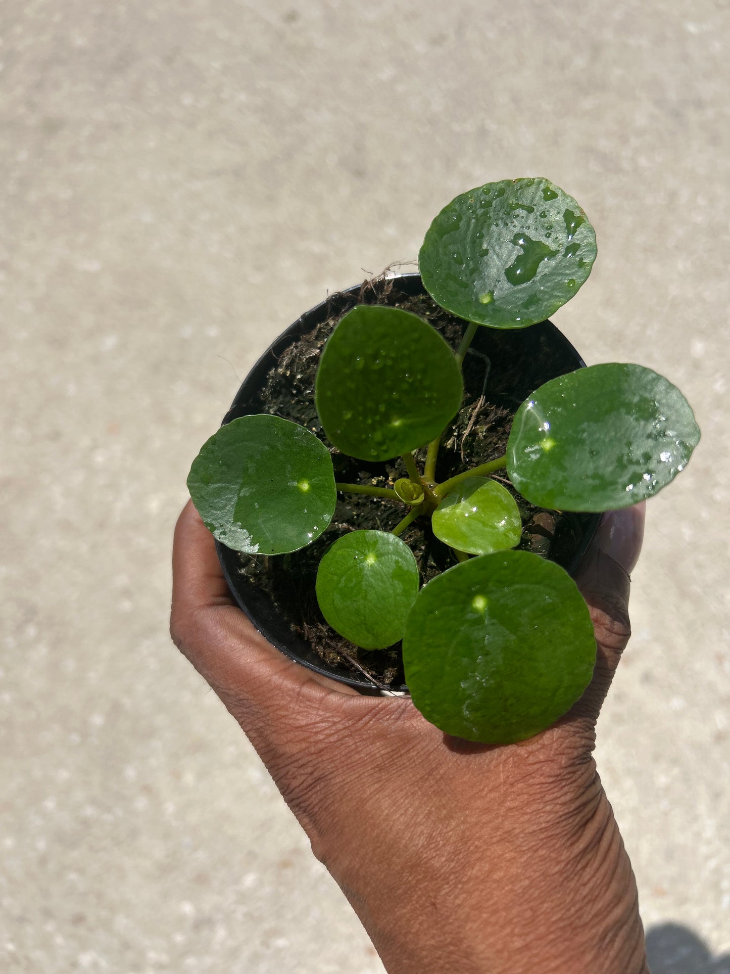 Pilea Peperomioides “Chinese Money"