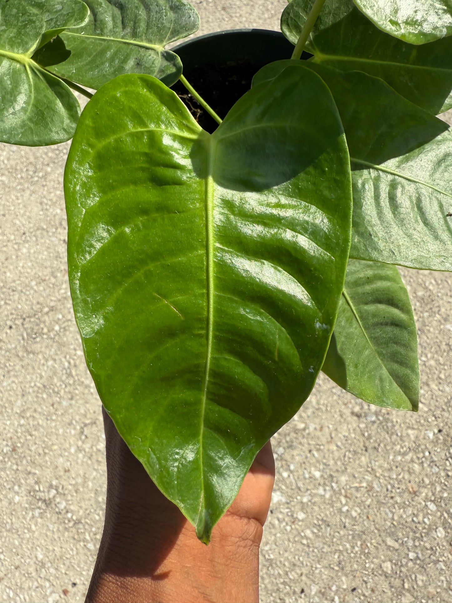 Anthurium Veitchii ‘King’