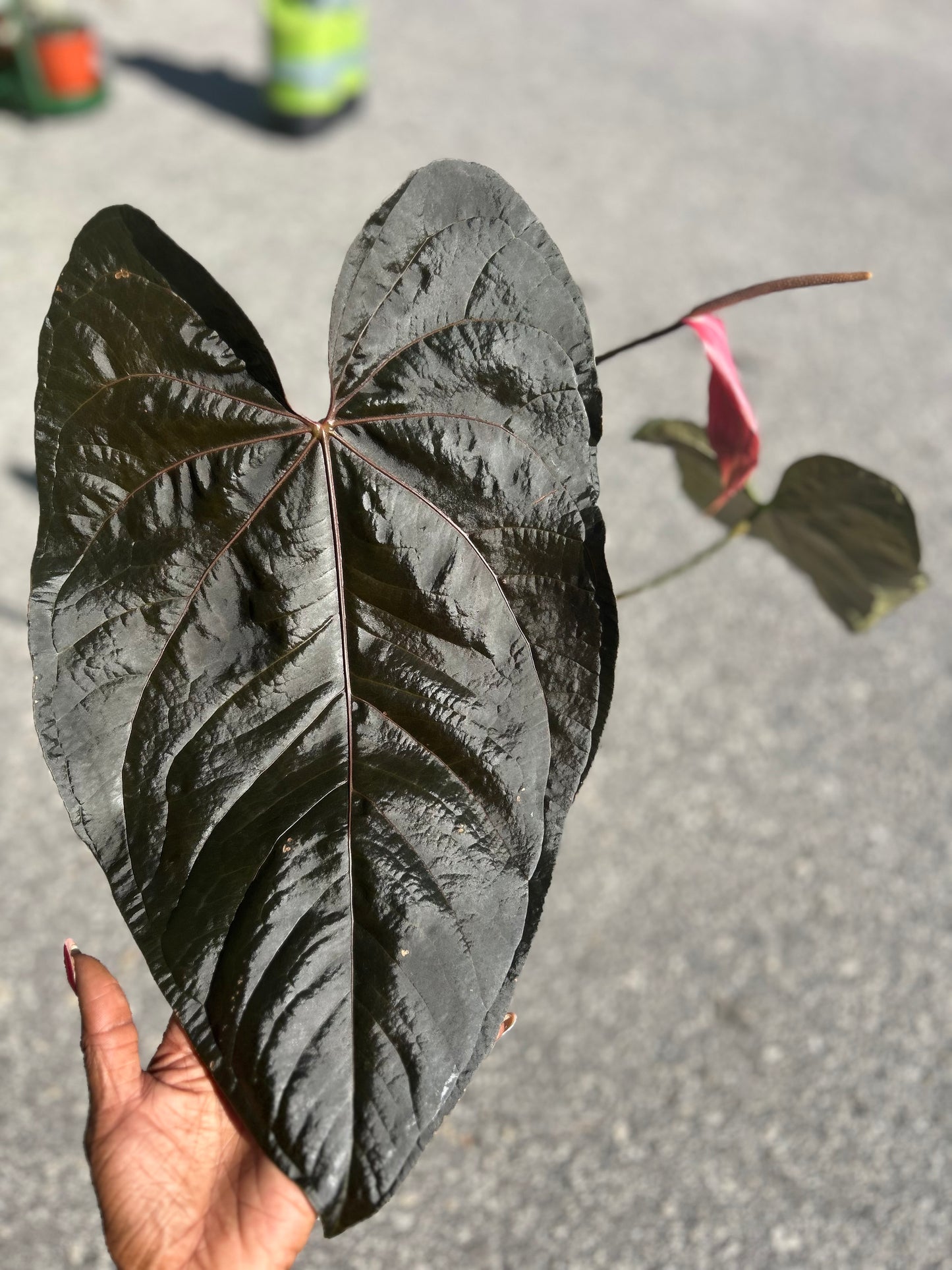 Anthurium Queen of Hearts