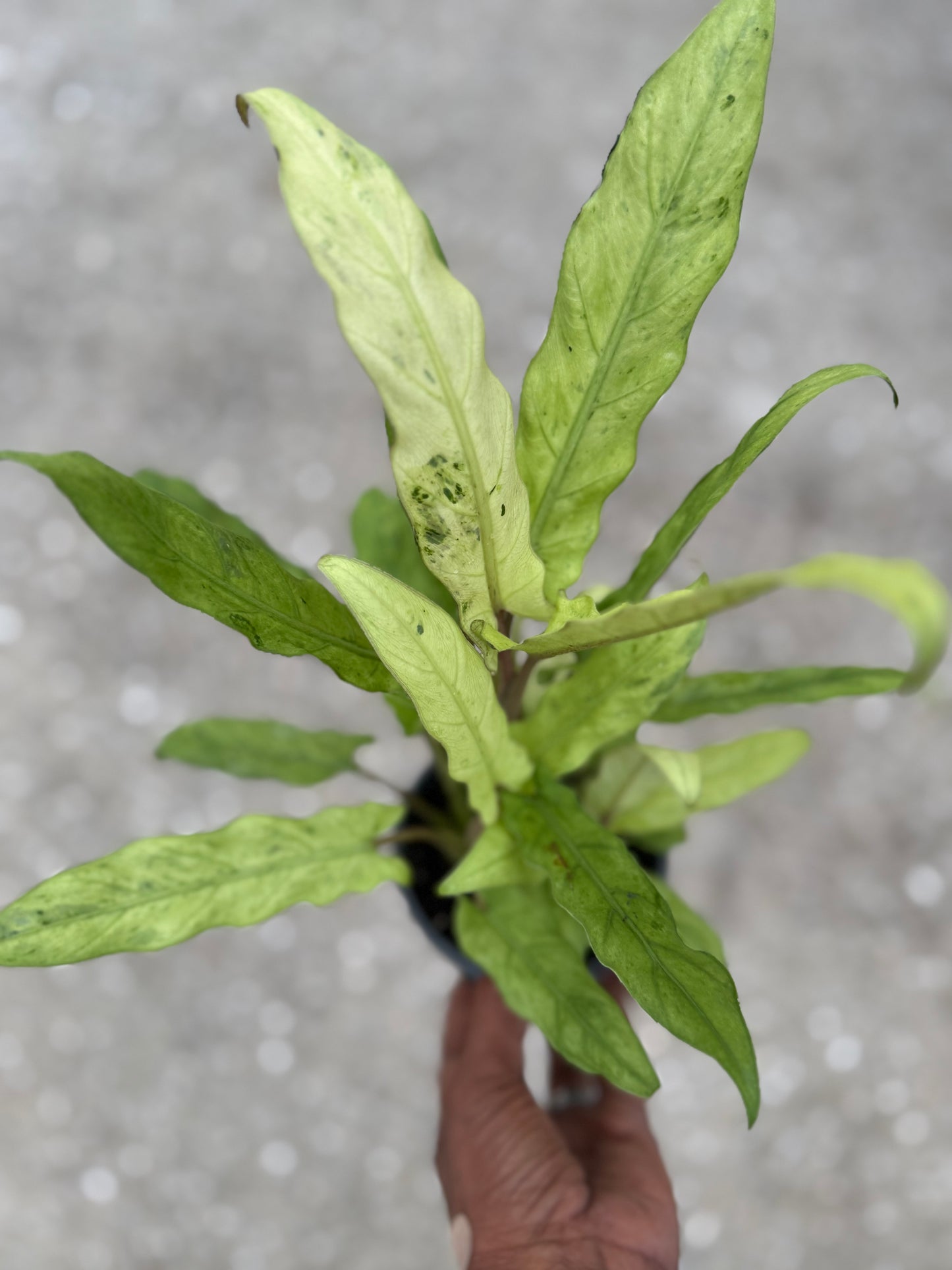 Alocasia Lauterbachiana Variegated Aurea