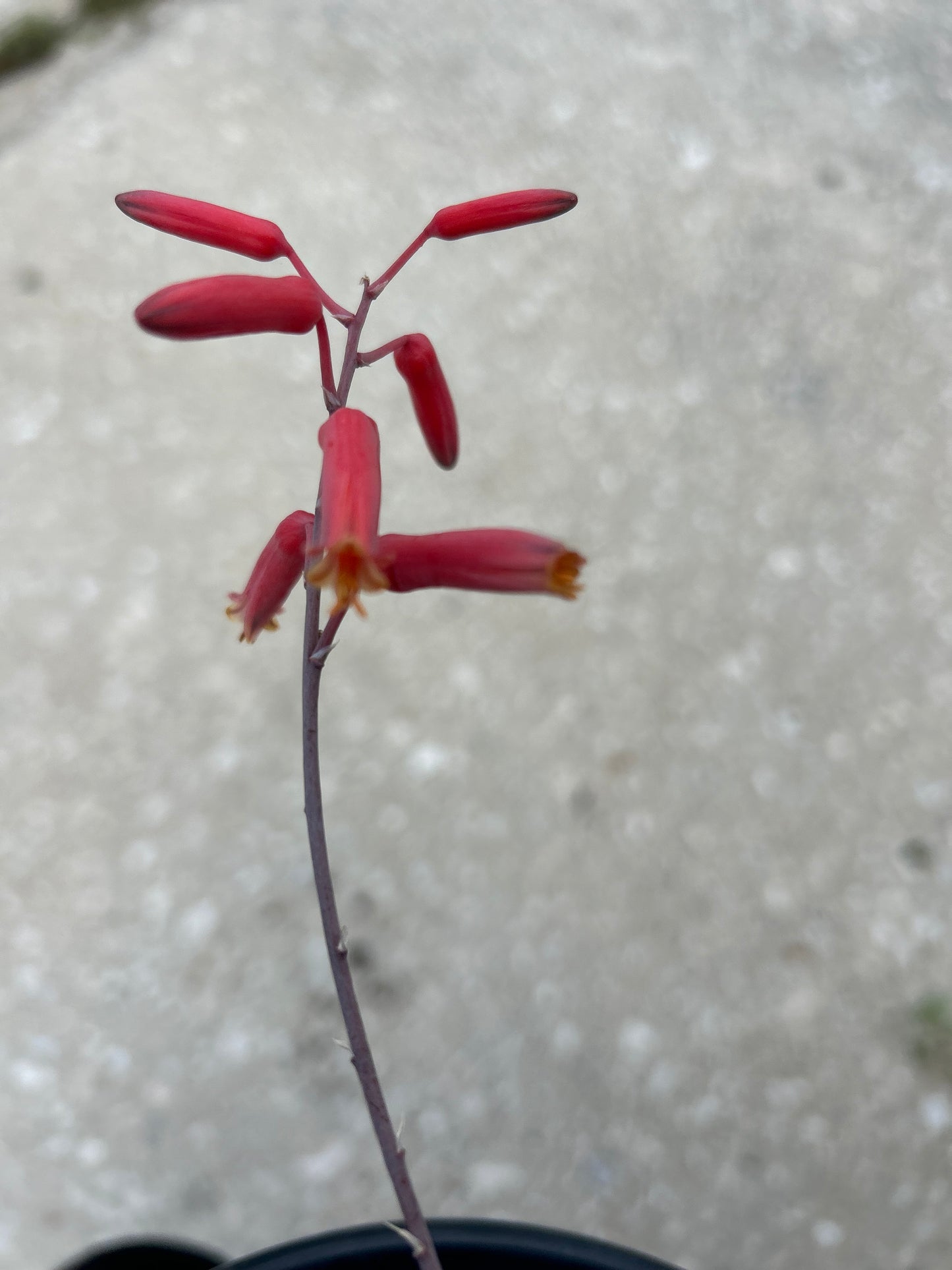 Aloe-Christmas Carol