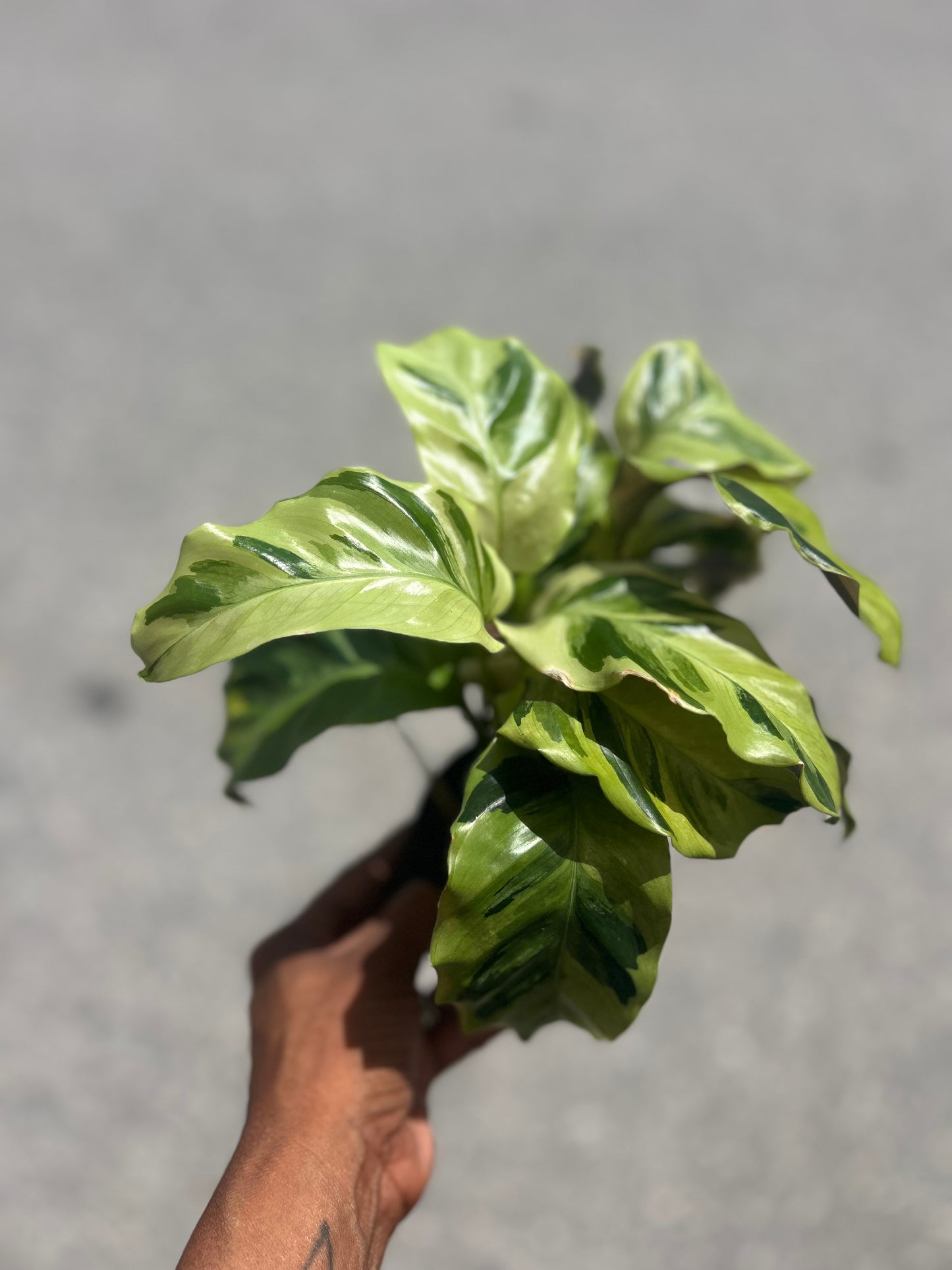 Calathea 'Yellow Fusion'