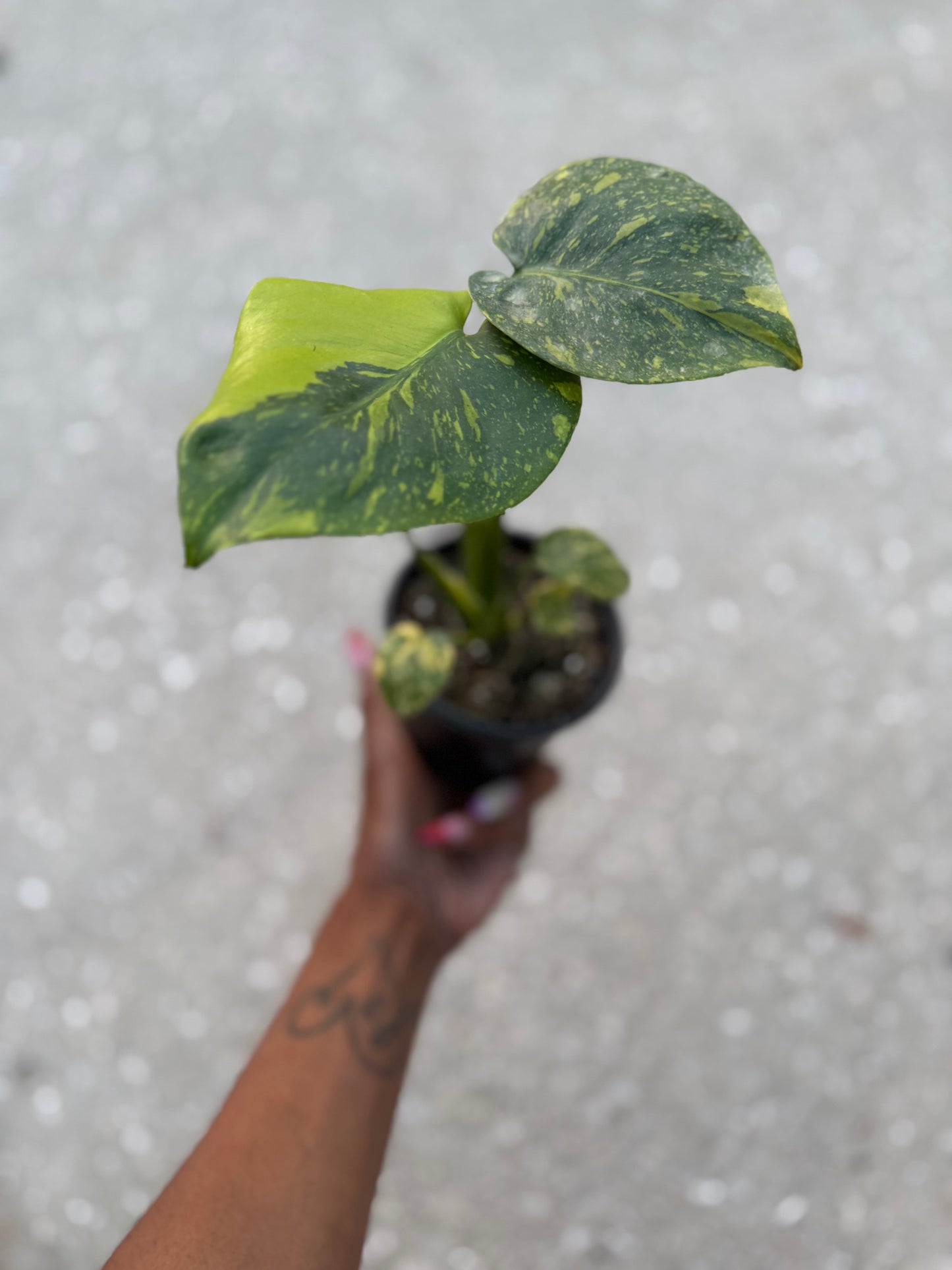 Monstera Electrolyte