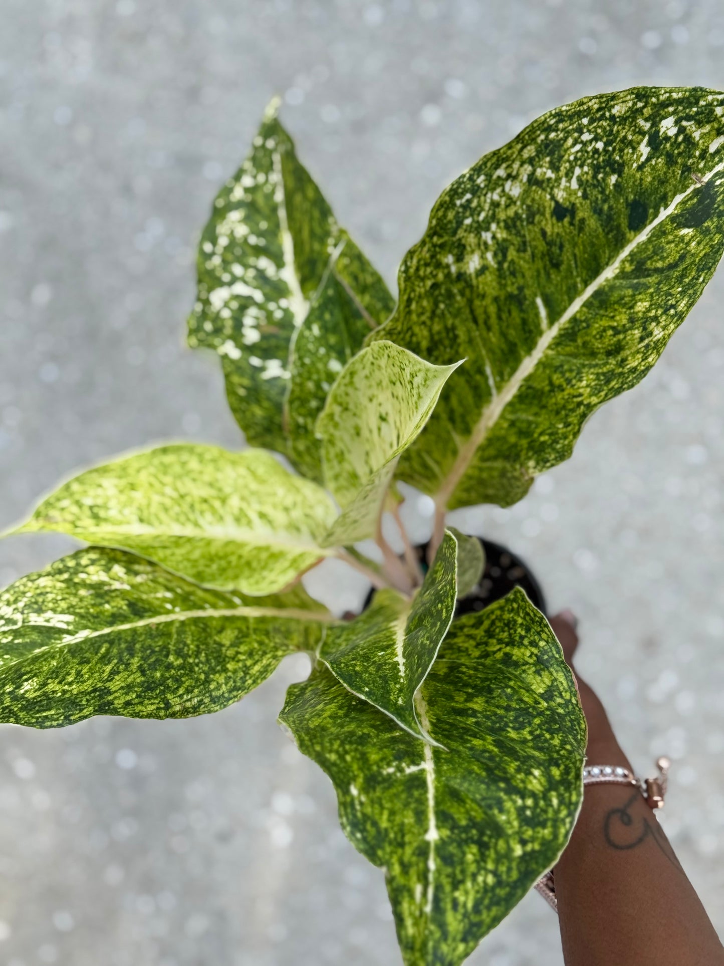 Aglaonema 'White Laksap'