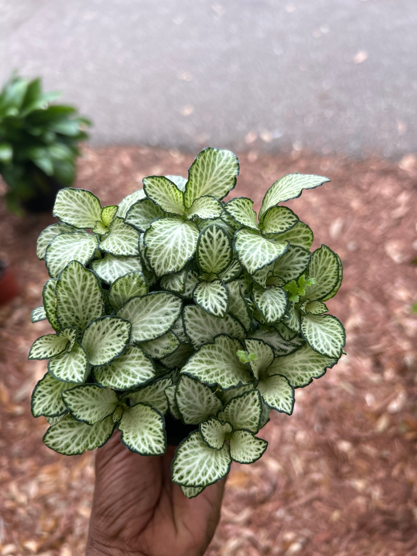 Fittonia White Nerve Plant