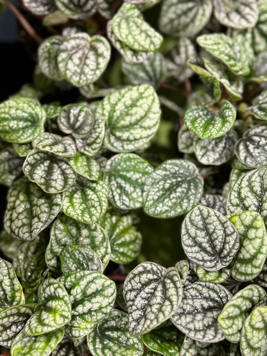 Peperomia 'Burbella'
