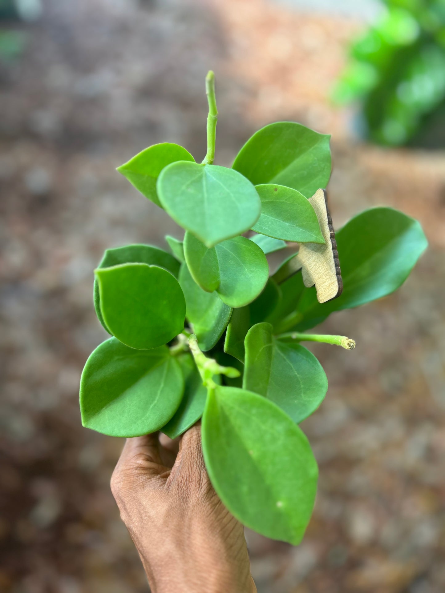 Hoya Pachyclada
