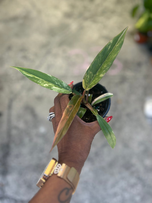 Philodendron 'Caramel Marble'