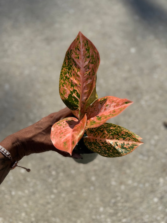 Aglaonema 'Orange Starburst'