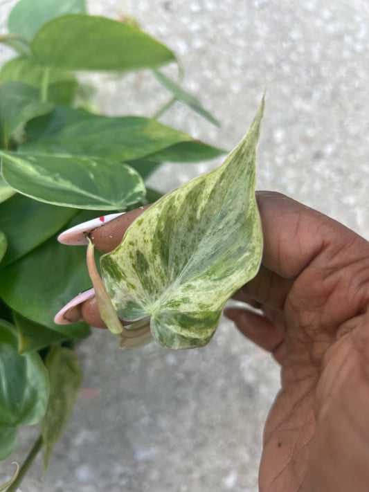 Philodendron 'Cordatum Heartleaf' Variegated