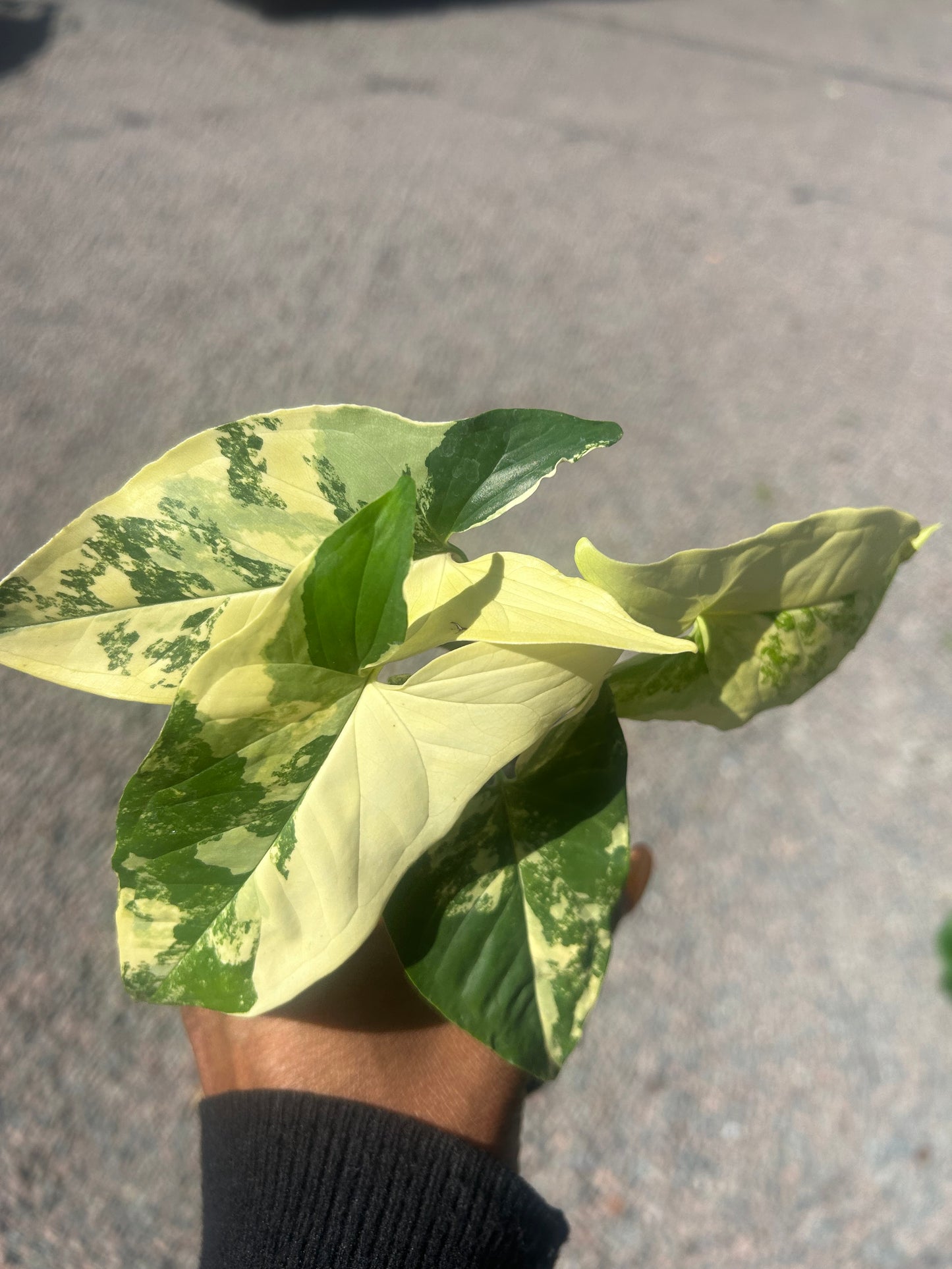 Syngonium Aurea Variegata