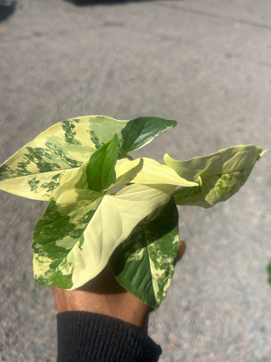 Syngonium Aurea Variegata