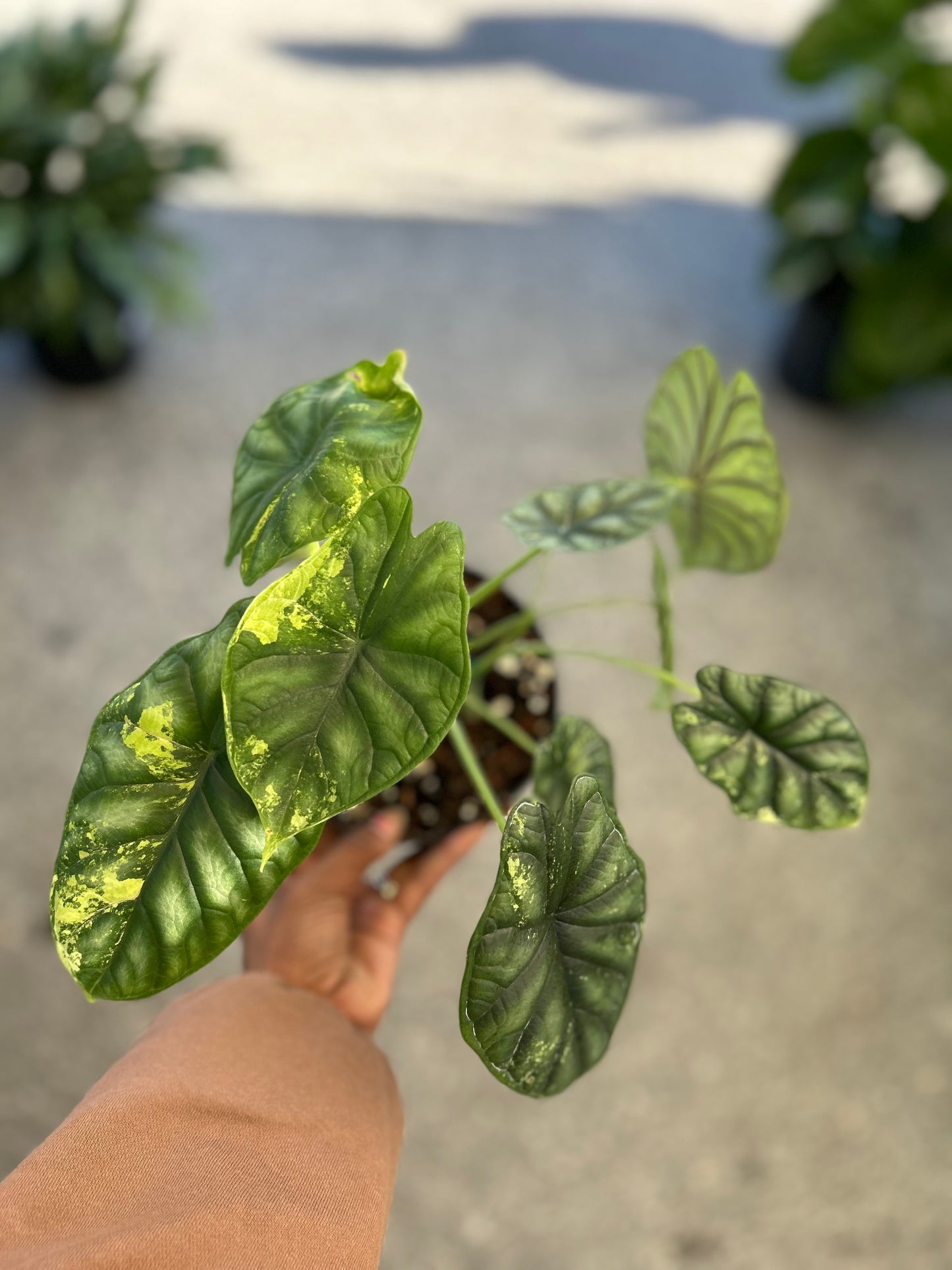 Alocasia Baginda "Dragon Scale" Variegated