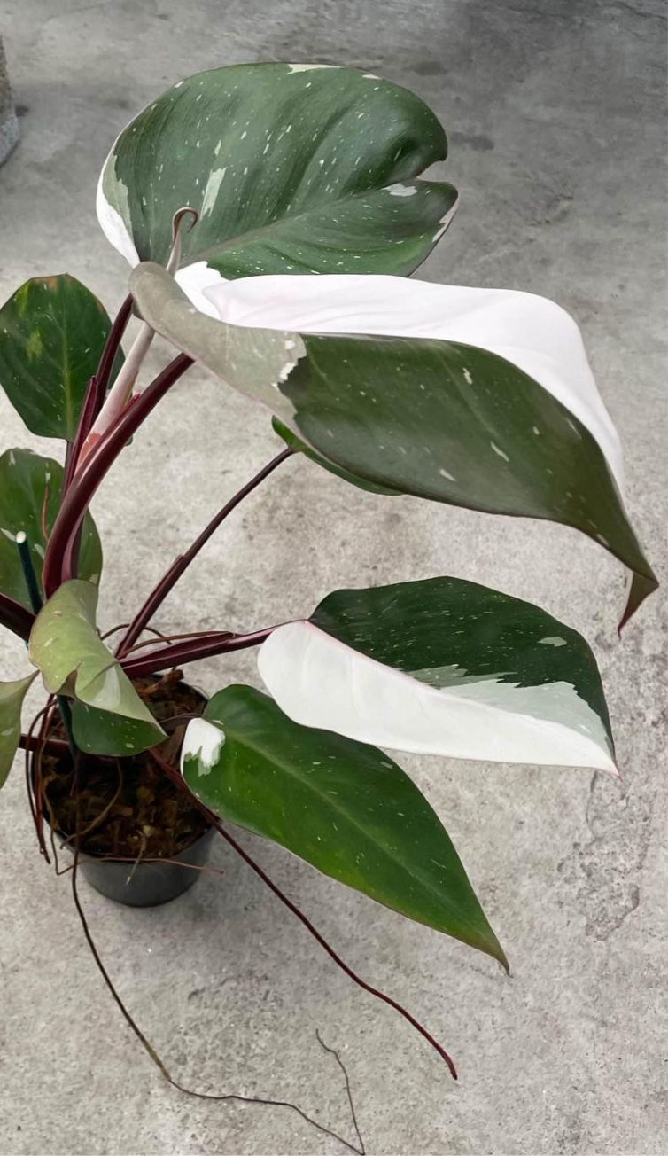 Philodendron 'Red Anderson'