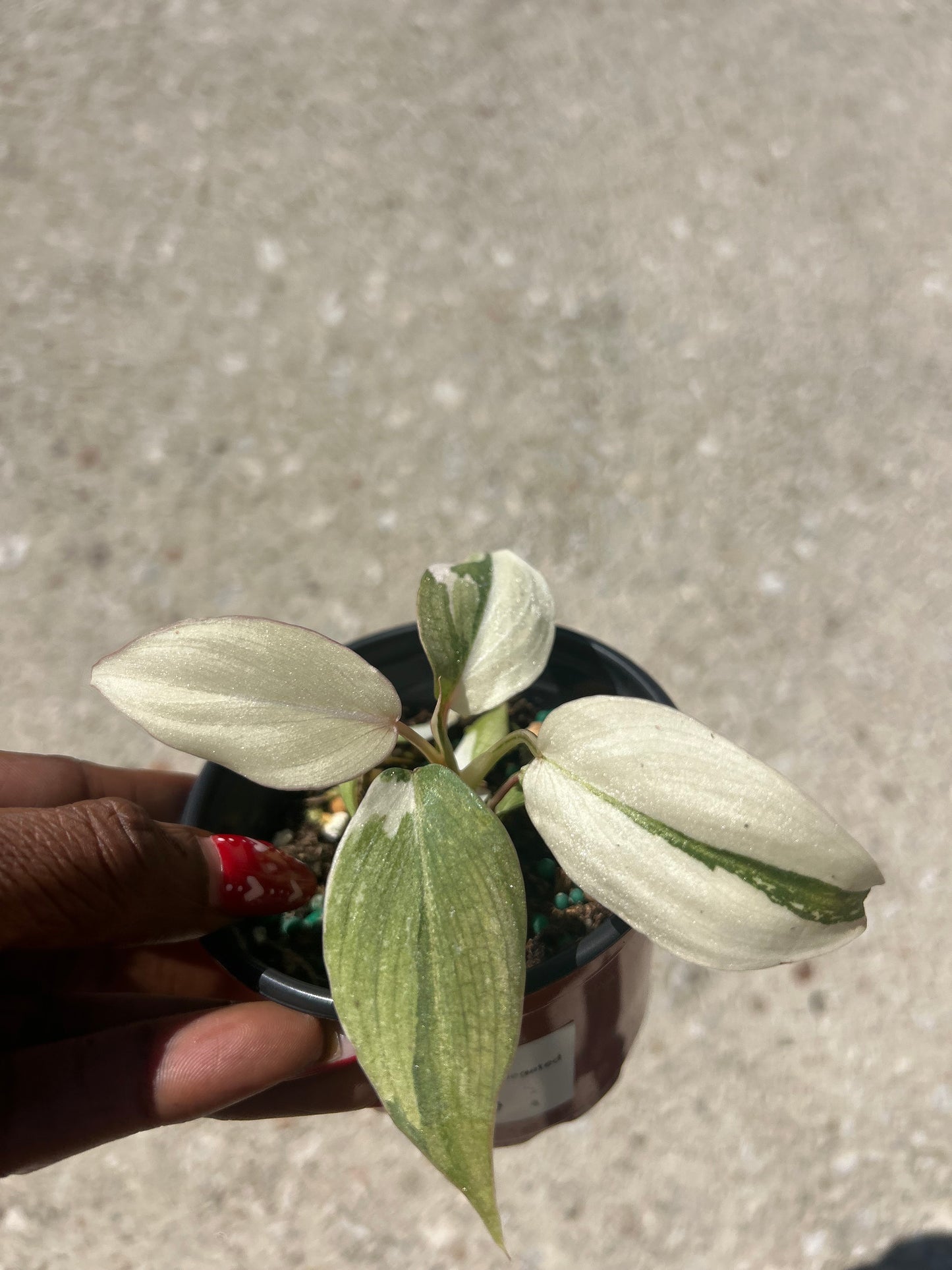 Philodendron 'Gloriosum' Variegated