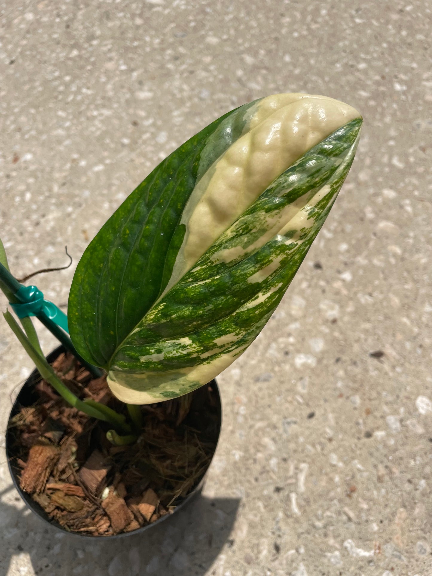 Monstera 'Peru Variegated'