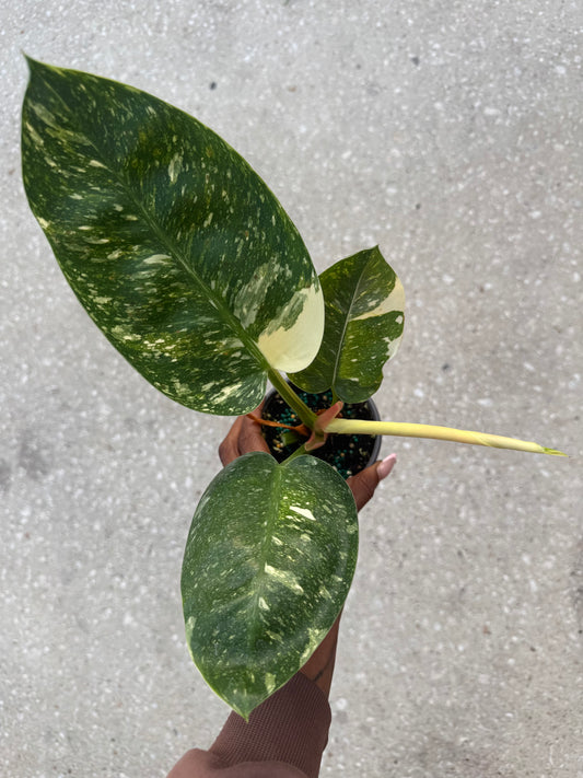 Philodendron 'Congo Nuclear'