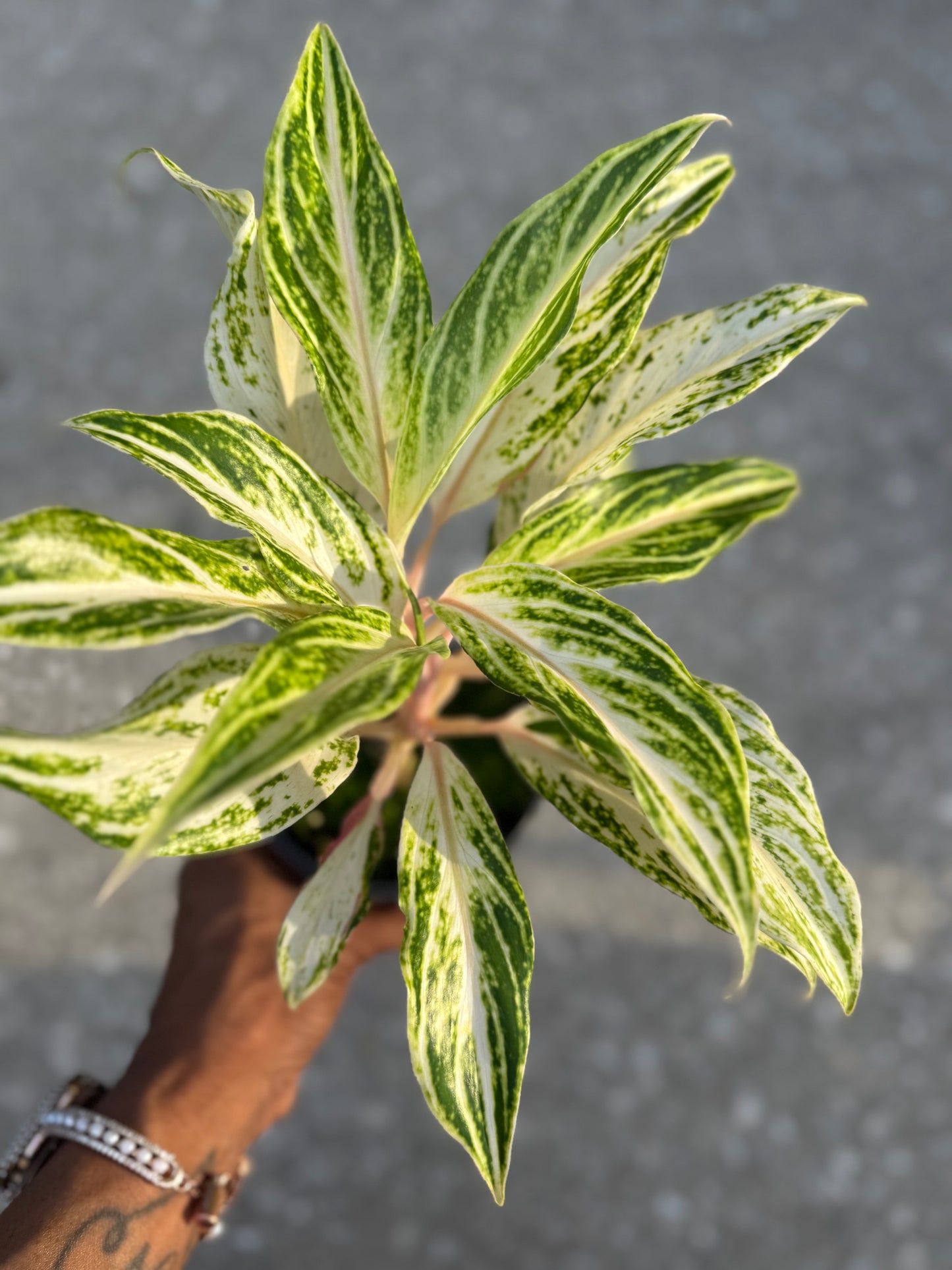 Aglaonema 'White Panama'