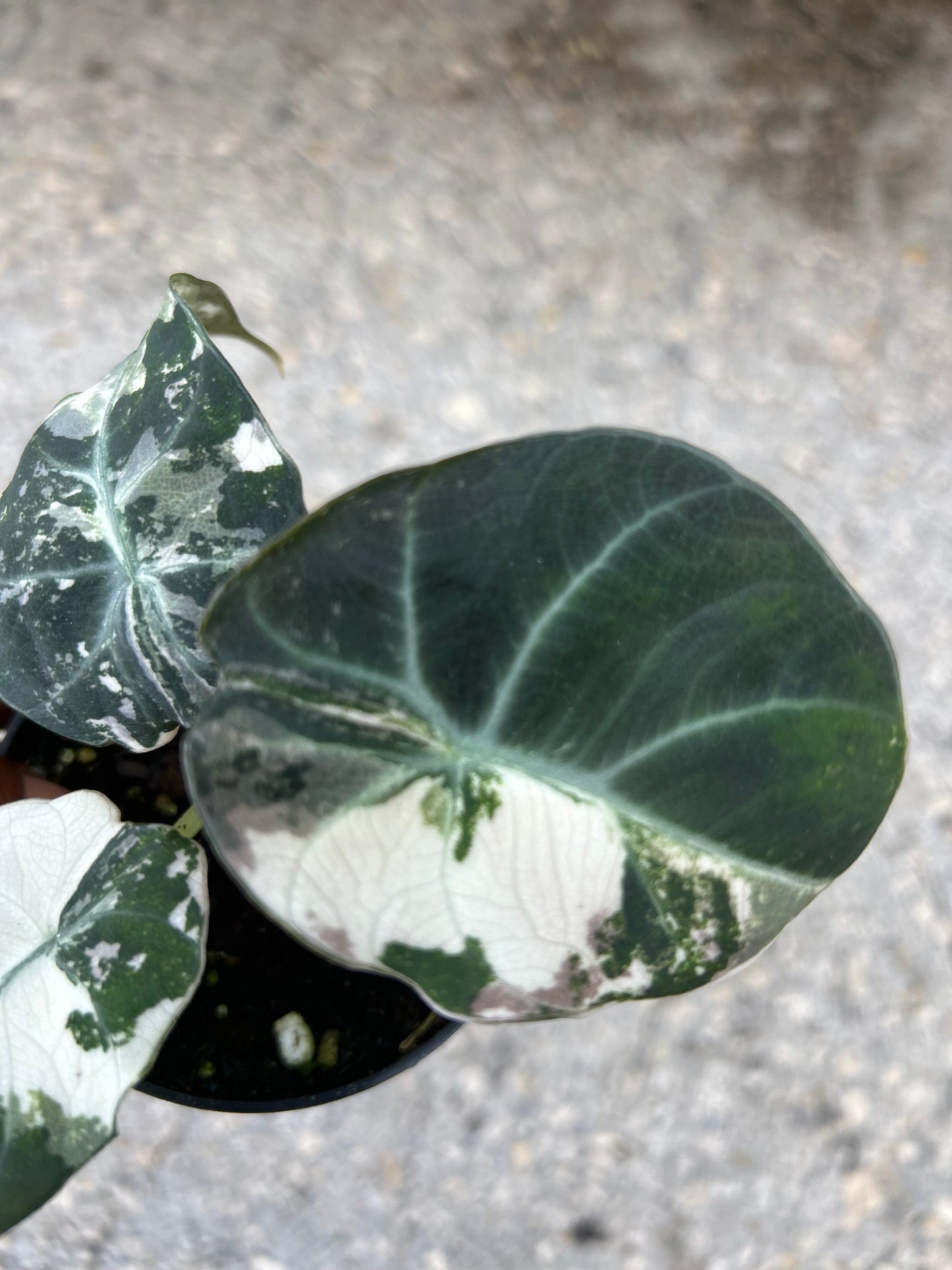 Alocasia Black Velvet Variegated “Pink”