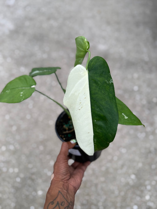 Syngonium 'Chiapense' Variegated