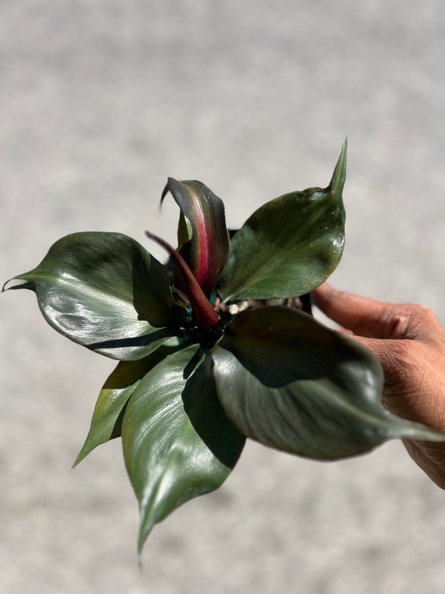 Philodendron 'Red Heart'