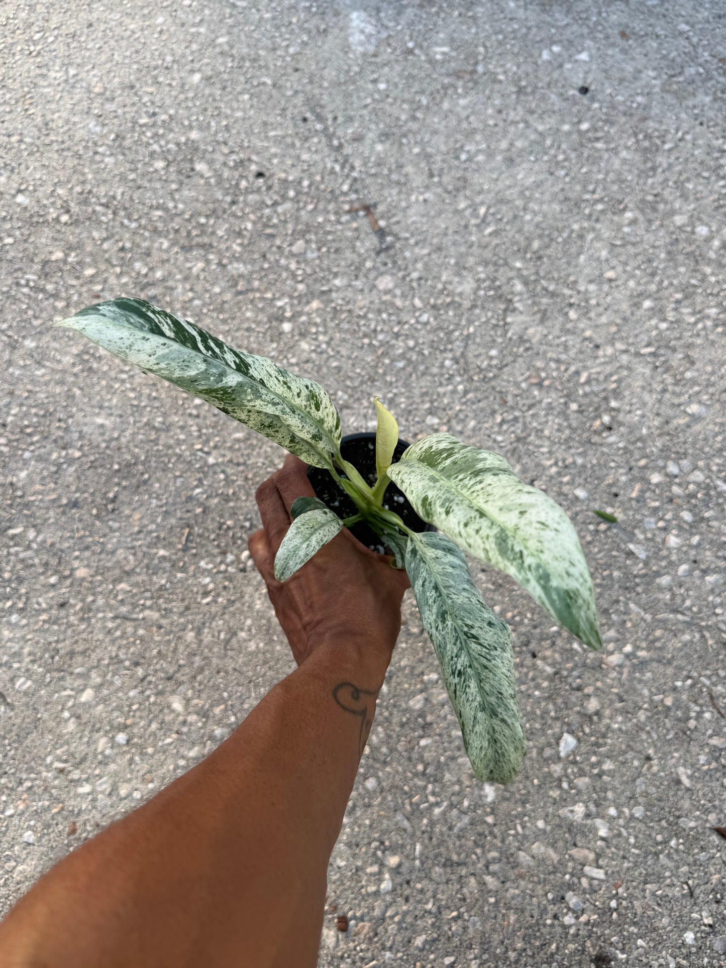 Epipremnum giganteum marble variegated