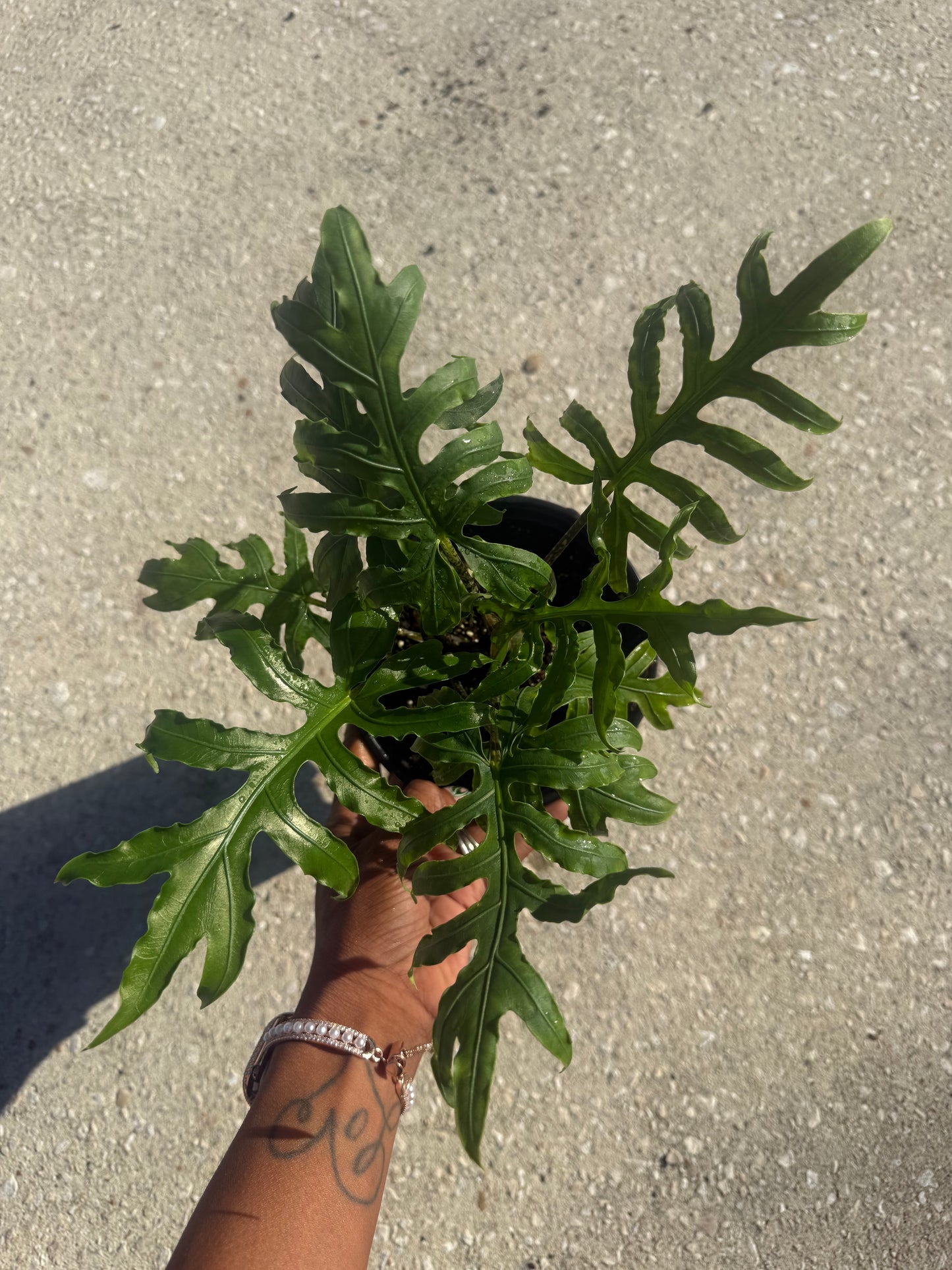 Alocasia 'Brancifolia'